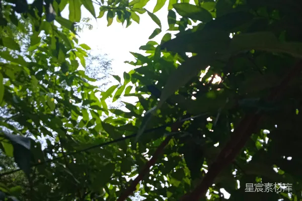 高清摄影 白天的绿叶树