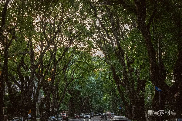 高清摄影 一条两旁种满树木并停满汽车的街道