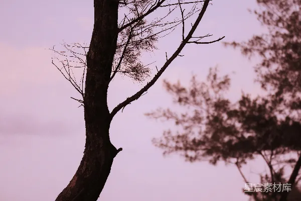 高清摄影 一只鸟栖息在树枝顶端
