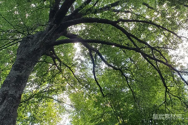 高清摄影 晴空下的绿树