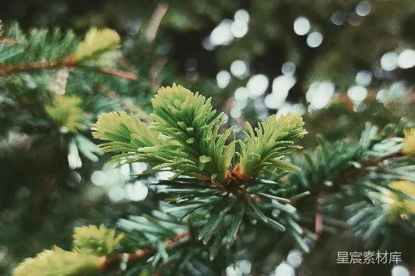 高清摄影 一张植物的特写照片