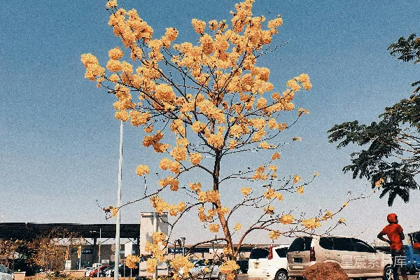 高清摄影 一棵开黄花的树