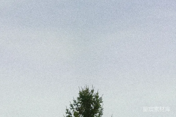 高清摄影 一棵高大的常青树在浅蓝色的天空下