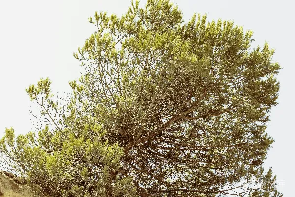 高清摄影 一棵树在岩石上