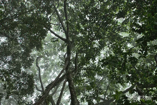 高清摄影 白天的绿叶树