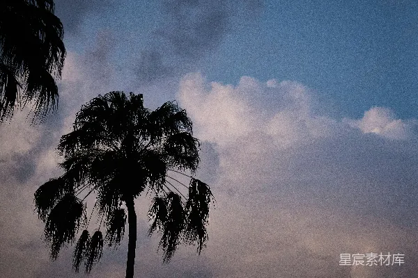 高清摄影 几棵棕榈树在阴云密布的天空下静立。
