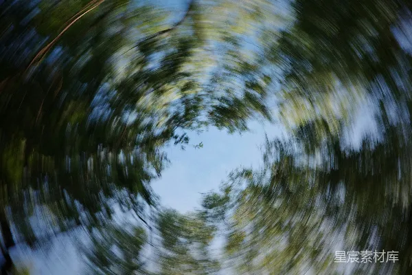 高清摄影 森林中树木的圆形视角