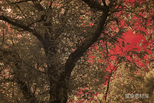 高清摄影 红天下的棕绿色树木