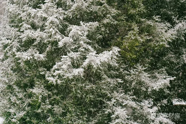 高清摄影 一棵被雪覆盖的大树旁边有一个长椅。
