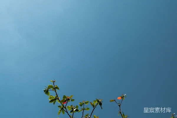 高清摄影 一棵绿叶茂盛的树，背景是蓝天。