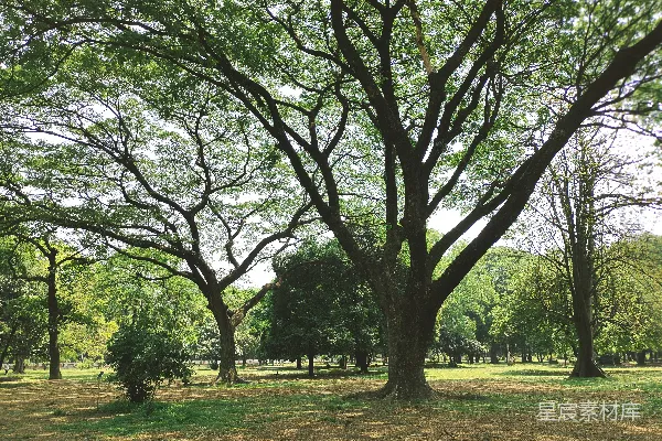 高清摄影 一个有很多树木和草地的公园