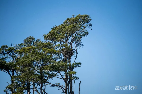 高清摄影 一只鸟栖息在树上的鸟巢里。