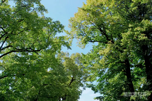 高清摄影 一条铺砌的道路，周围环绕着树木和草地。