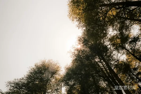 高清摄影 高大的树木在明亮的天空背景下剪影而上。