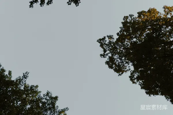 高清摄影 白天，白净的天空下有绿树。