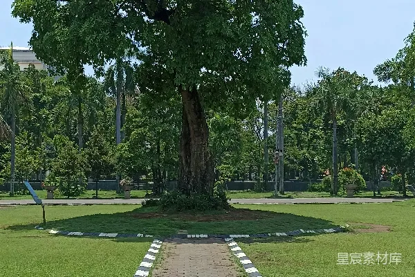 高清摄影 公园里的一棵树