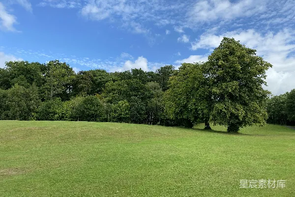 高清摄影 一片草地，背景中有树木。