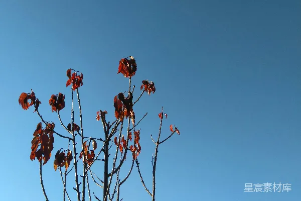 高清摄影 一棵红叶树在蓝天背景前