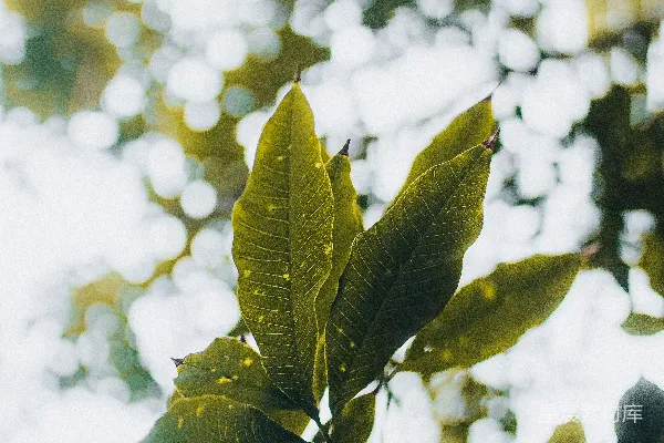 高清摄影 一张植物的特写照片。