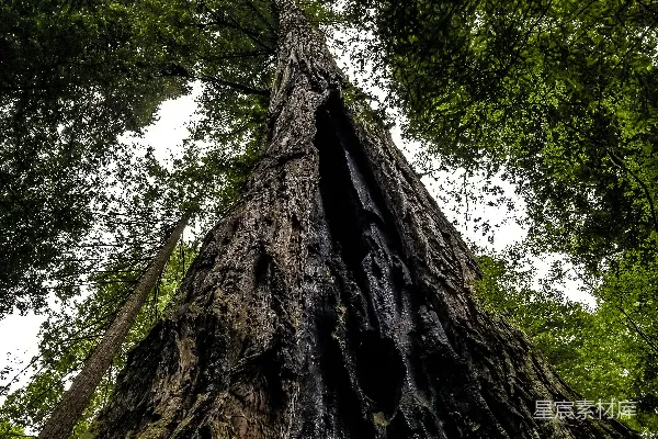 高清摄影 一棵高大的树位于森林中央