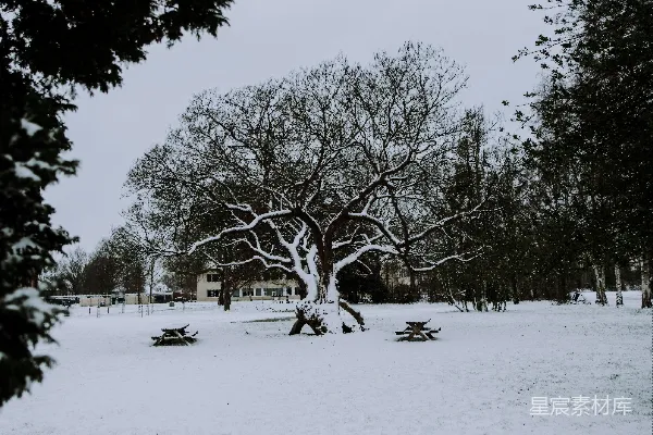 高清摄影 雪地上白天的绿树