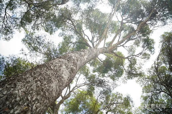 高清摄影 低角度拍摄的高大树木树叶