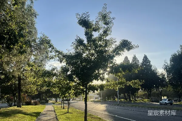 高清摄影 一条有树木边侧的道路