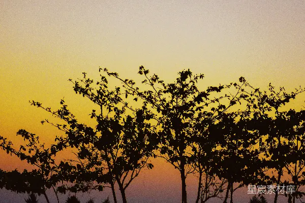 高清摄影 树木剪影映衬在夕阳的天空中