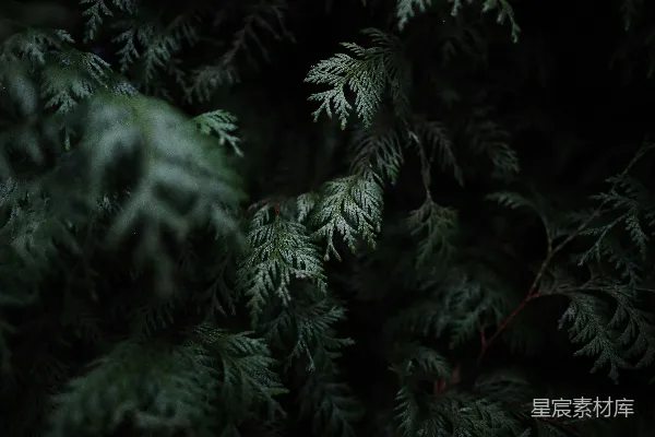 高清摄影 绿叶植物