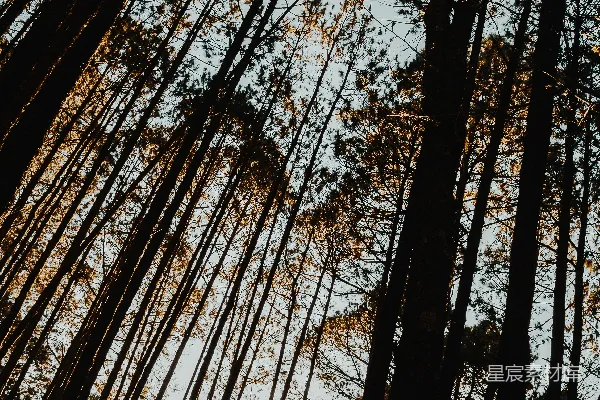 高清摄影 剪影照片中的树