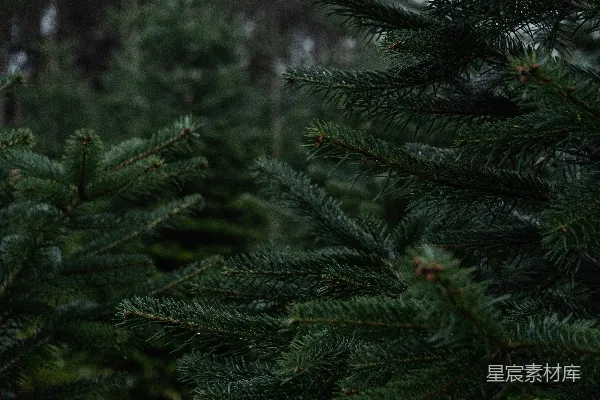 高清摄影 被雪覆盖的松树