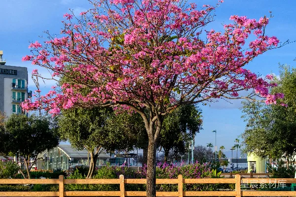 高清摄影 开满粉红色花朵的树和木制栅栏