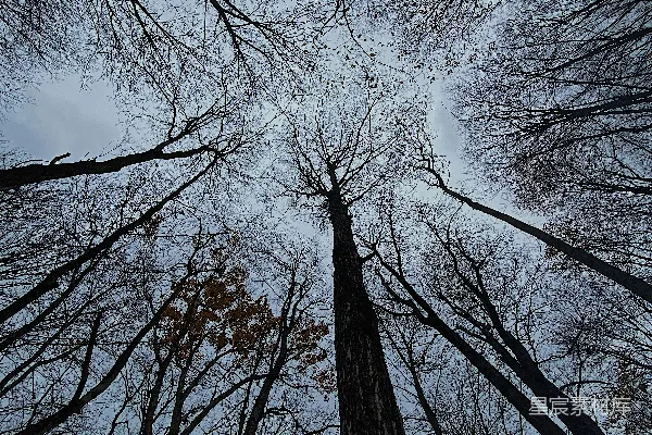 高清摄影 一排高大的树木并排站立。
