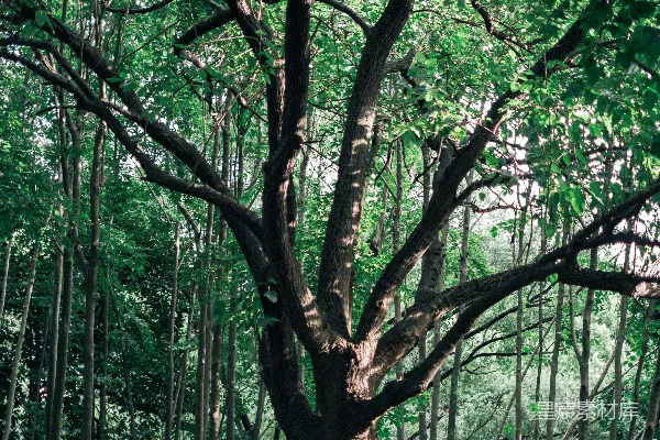 高清摄影 一棵大树在森林的中央