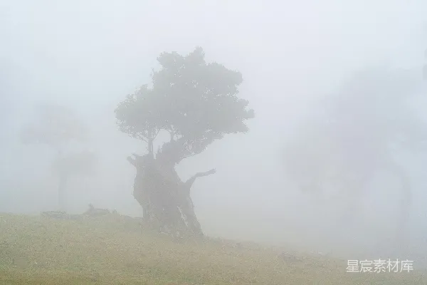 高清摄影 在浓雾中，草地上有一棵古老的树。