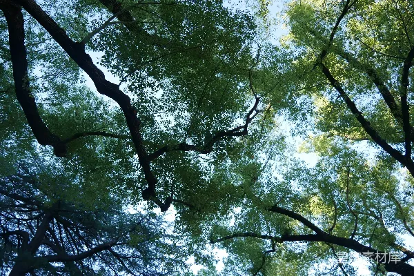 高清摄影 仰望森林树梢