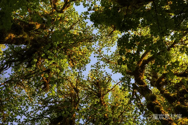 高清摄影 蓝天背景下翠绿的森林树木俯瞰视角。