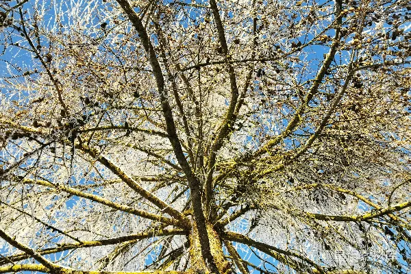 高清摄影 一棵高大的树，上面长满了树叶。