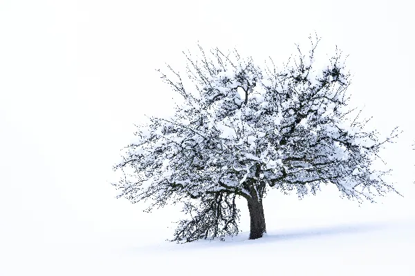 高清摄影 被雪覆盖的黑树