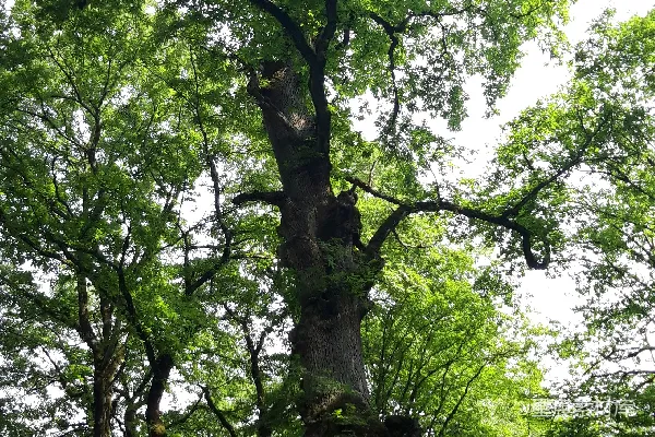 高清摄影 一棵高大的树，有许多枝条。
