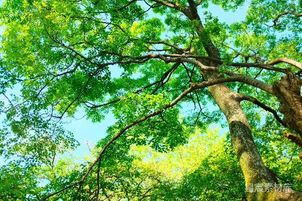高清摄影 白天的绿叶树