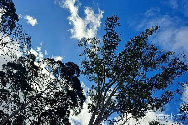 高清摄影 一排站在草地上的树木