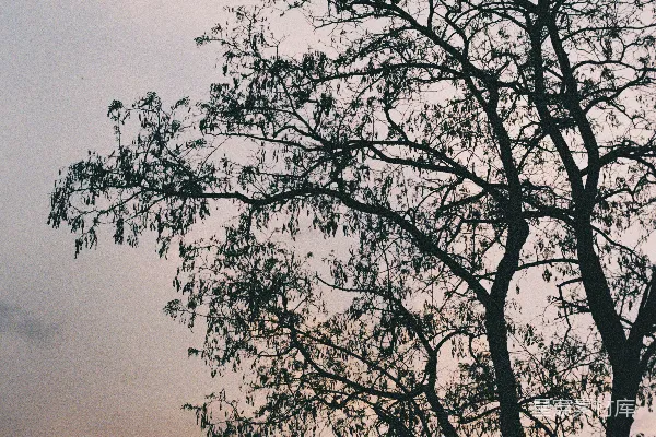 高清摄影 一棵孤独的树在夕阳的背景下剪影。