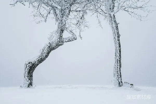 高清摄影 几棵积雪中的树