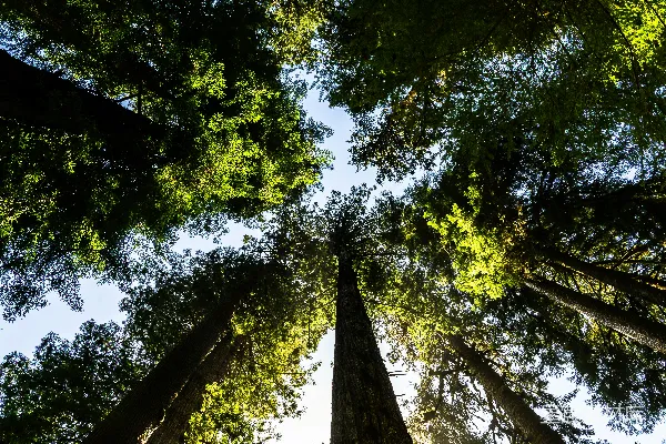 高清摄影 白天低角度拍摄绿树的照片