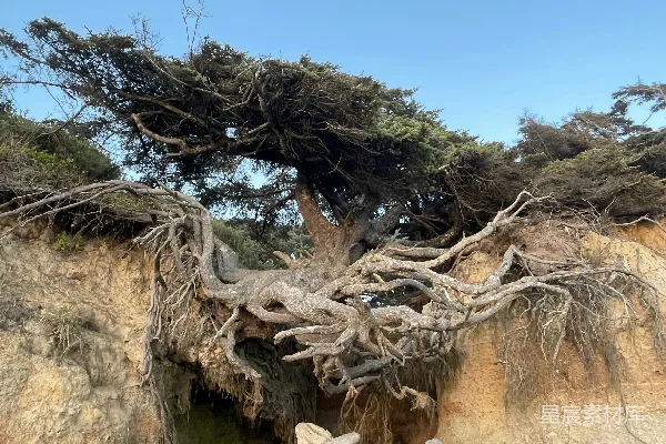 高清摄影 一棵非常大的树，从悬崖侧面长出来