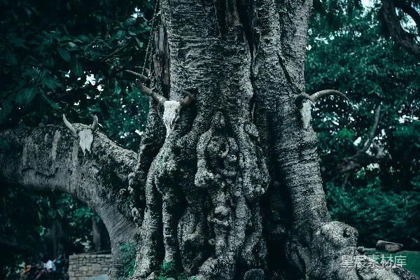 高清摄影 一棵大树，根系非常发达，位于公园里。
