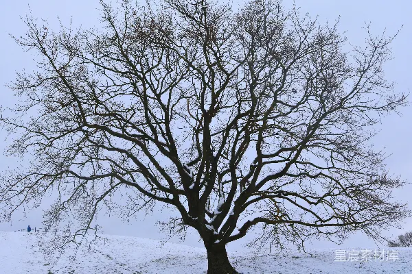 高清摄影 一片雪地中央的一棵孤树