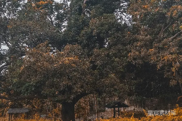 高清摄影 绿叶树靠近植物