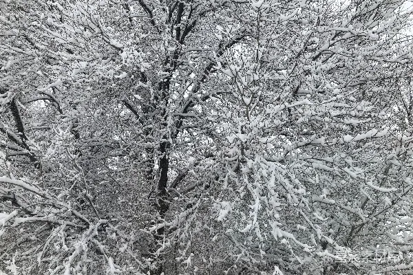 高清摄影 一群被雪覆盖的树木